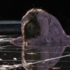 Filename=taylor_0014.jpg
Filesize=599KiB
Dimensions=2048x1366
Date added=May 05, 2025 taylor_0014.jpg